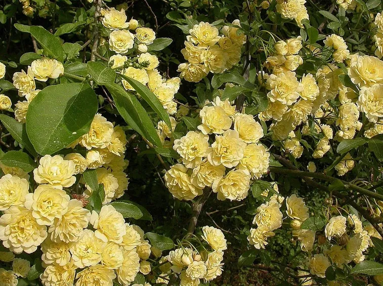La rosa gialla