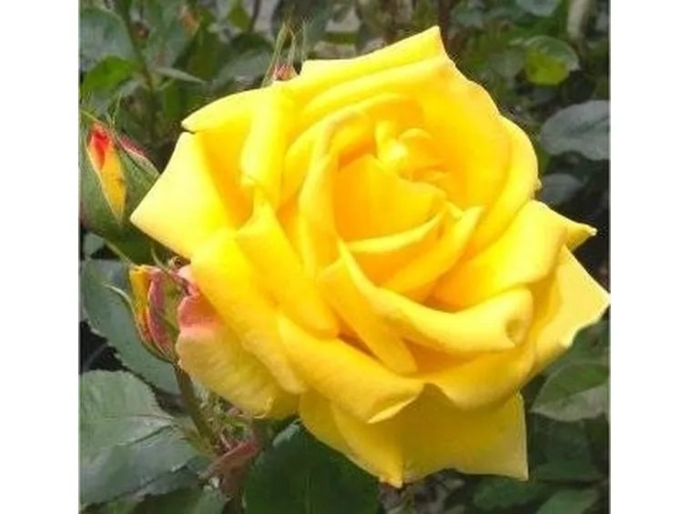 Rosa gialla