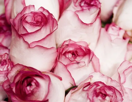 Rosa osiria