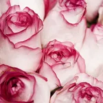 Rosa osiria