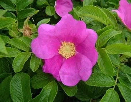 Rosa rugosa