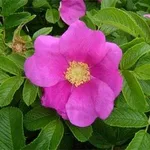 Rosa rugosa