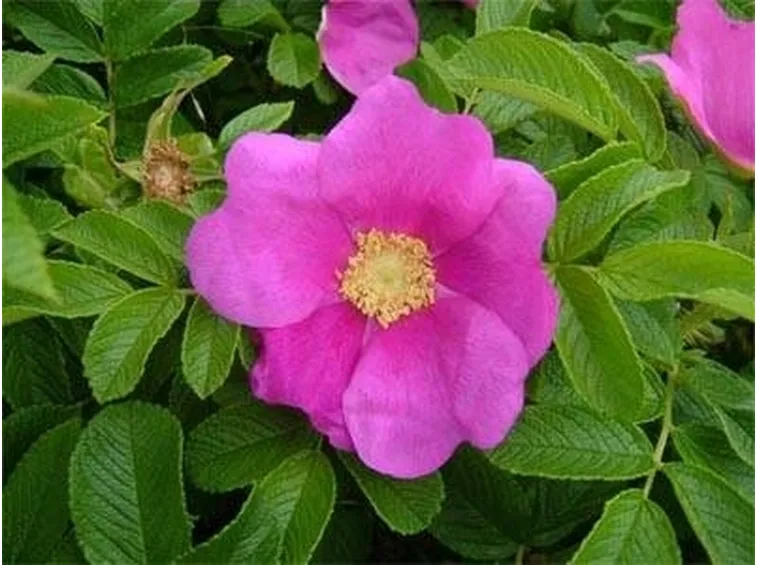 Rosa rugosa