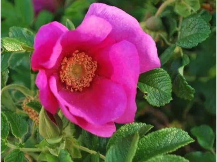 Rosa rugosa