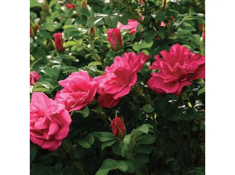 Rosa rugosa