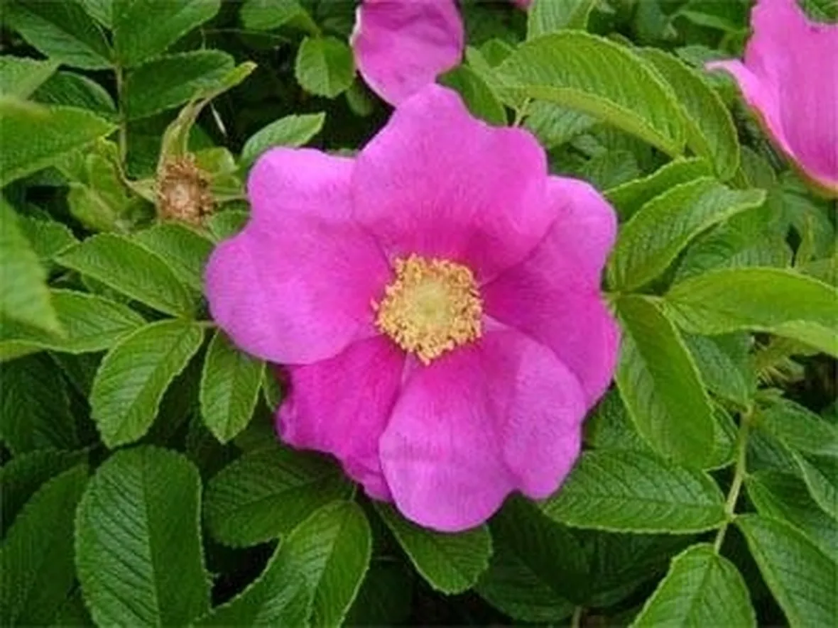 Rosa rugosa
