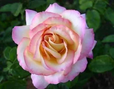Rosa tea