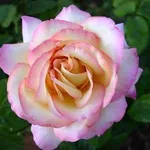 Rosa tea