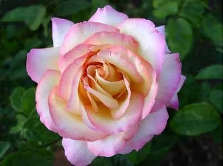 Rosa tea