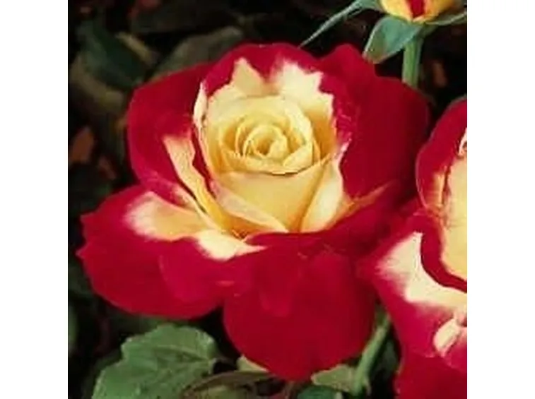 Rosa tea