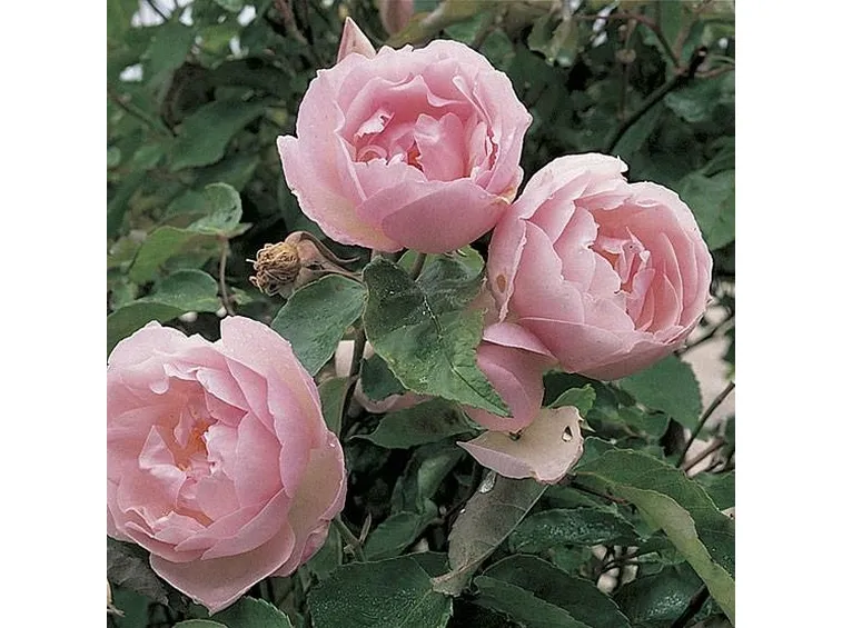 Rosa tea