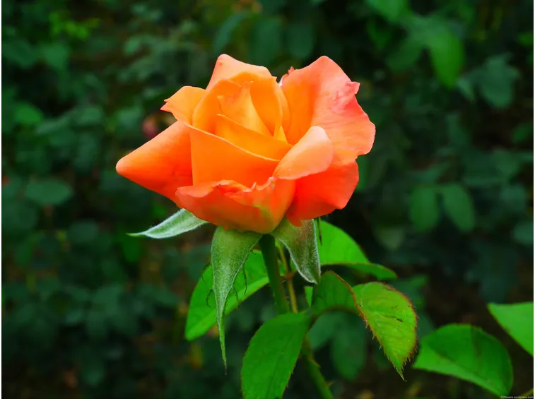 Rosa tea