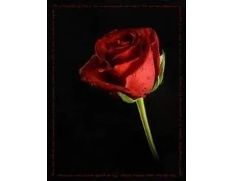 rosa1