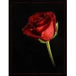 rosa1