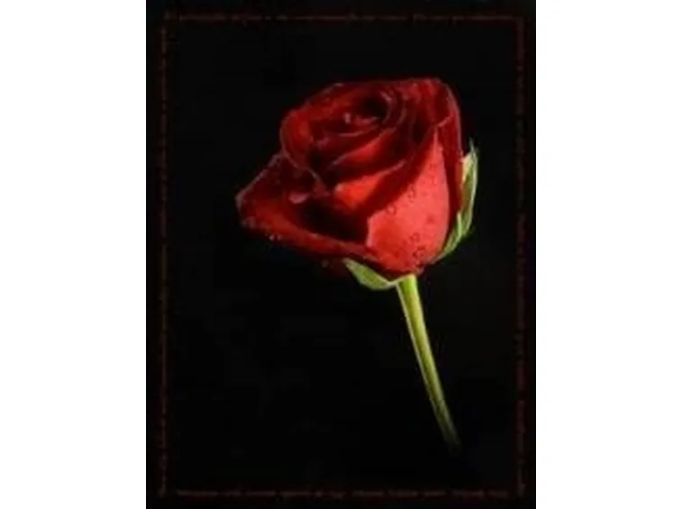 rosa1