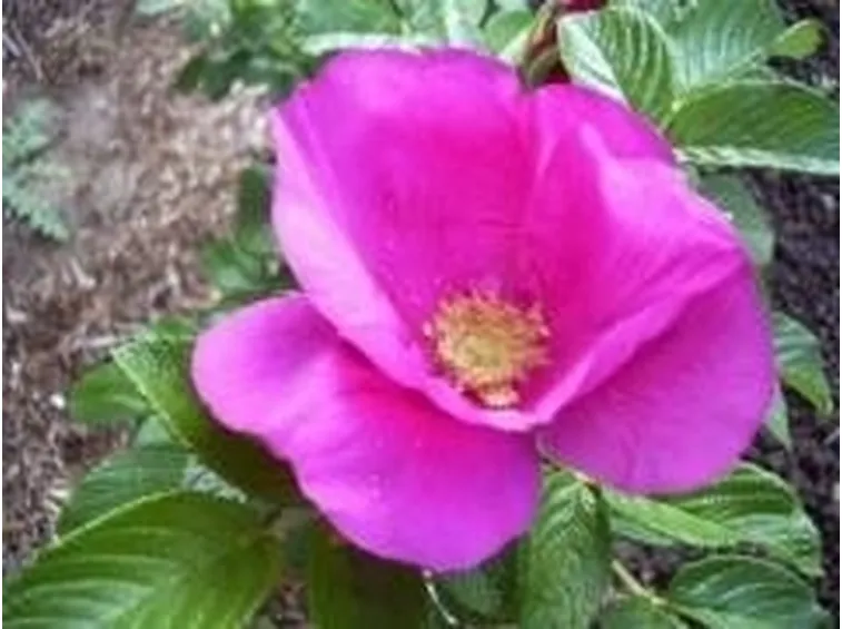rosa3