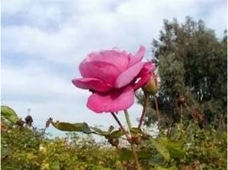 rosa2