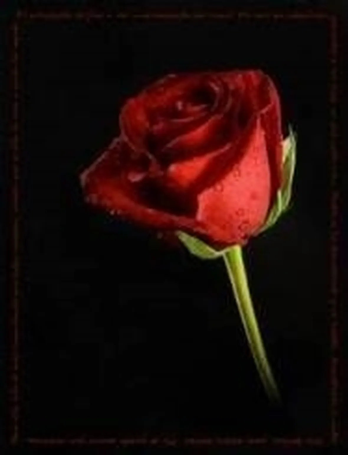 rosa1