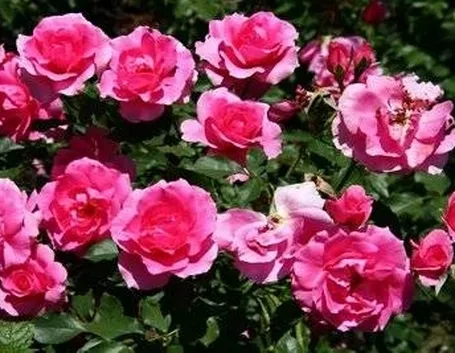 Rose a cespuglio