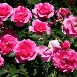 Rose a cespuglio