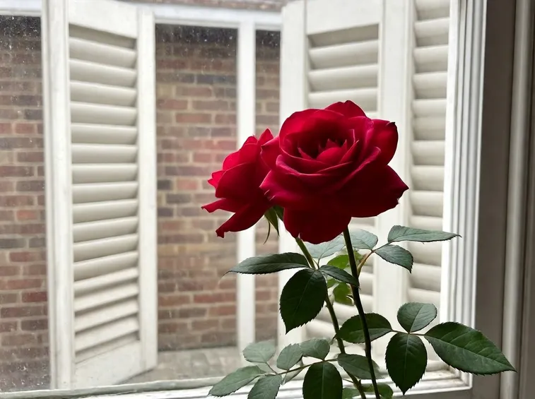 Rose a cespuglio