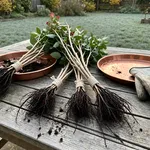 Perché l'autunno è la stagione giusta per le rose a radice nuda