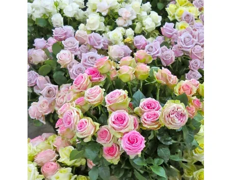 roseantiche1