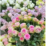 roseantiche1