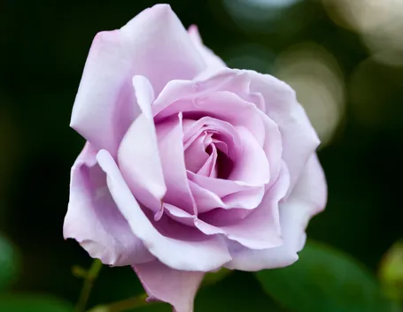 Rosa blue moon