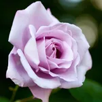 Rosa blue moon