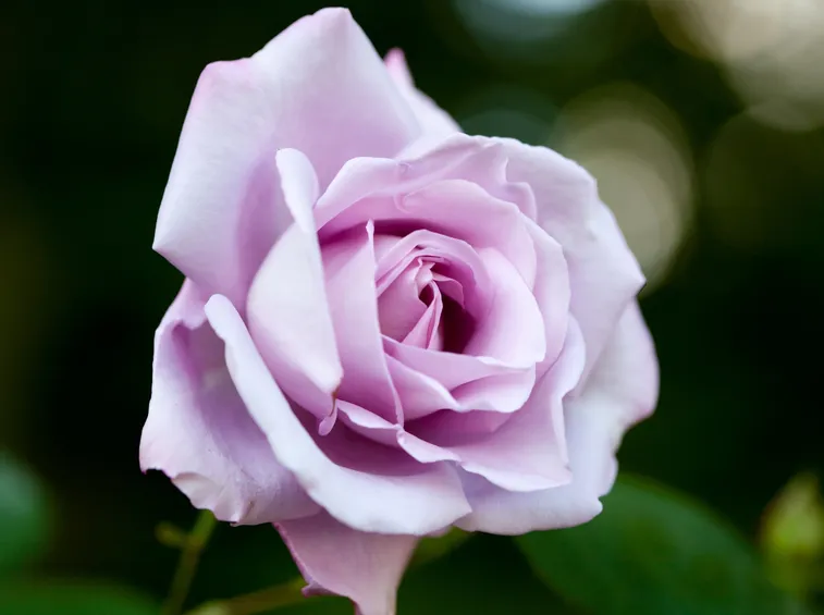 Rosa blue moon