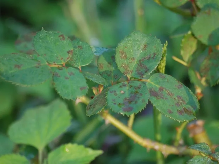 Peronospora rosa