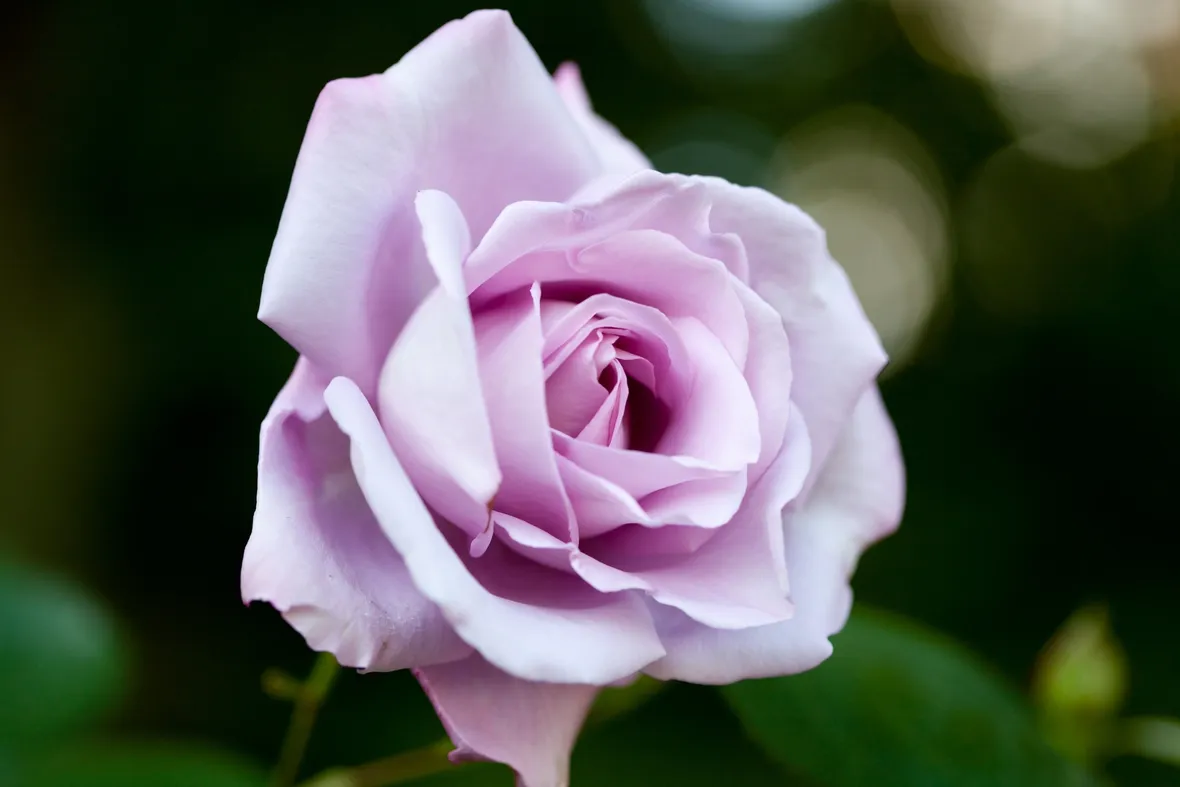 Rosa blue moon
