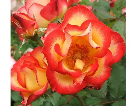 Rose botaniche