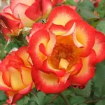 Rose botaniche
