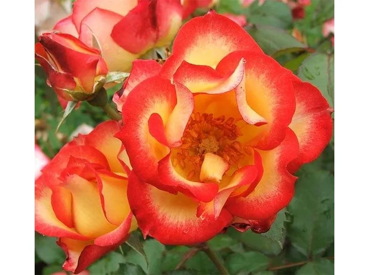 Rose botaniche