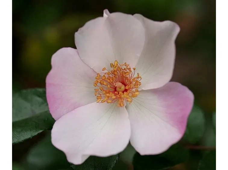 Rose botaniche