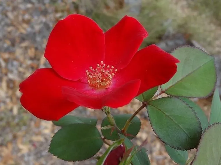 Rose botaniche 