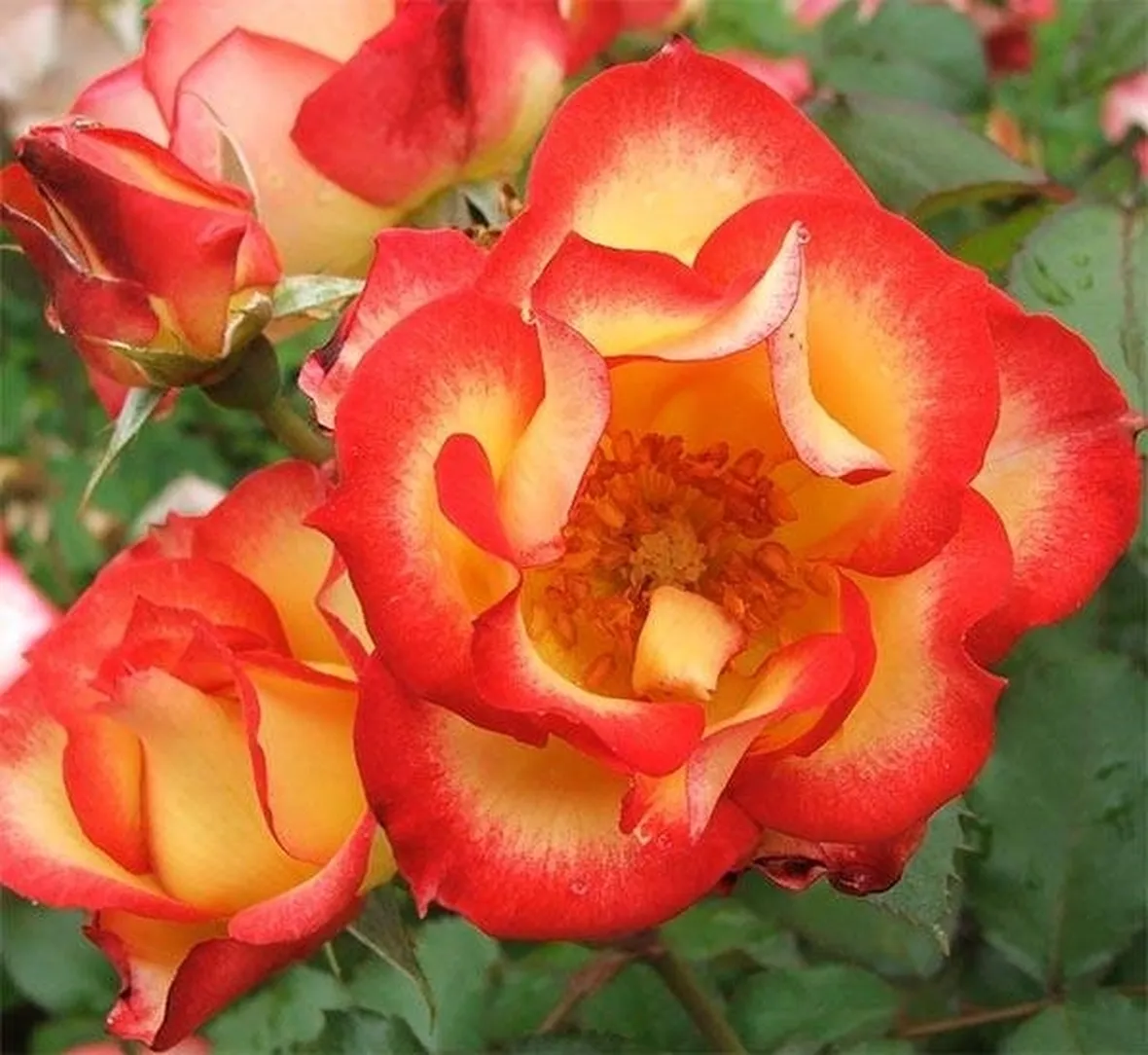 Rose botaniche