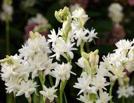 Gruppo di tuberose in fiore
