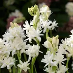 Gruppo di tuberose in fiore