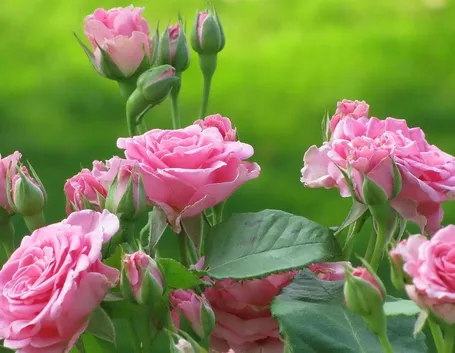 Siepe con rose a fiori rosa
