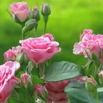 Siepe con rose a fiori rosa