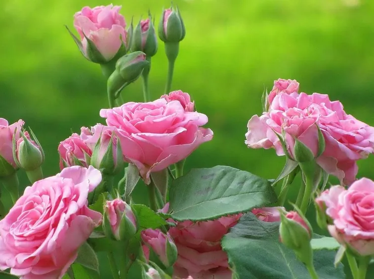 Siepe con rose a fiori rosa