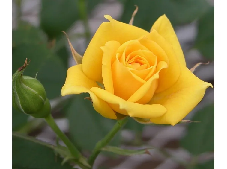 Primo piano di rosa gialla