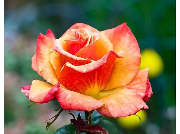 Rosa bicolore (giallo e rosa)