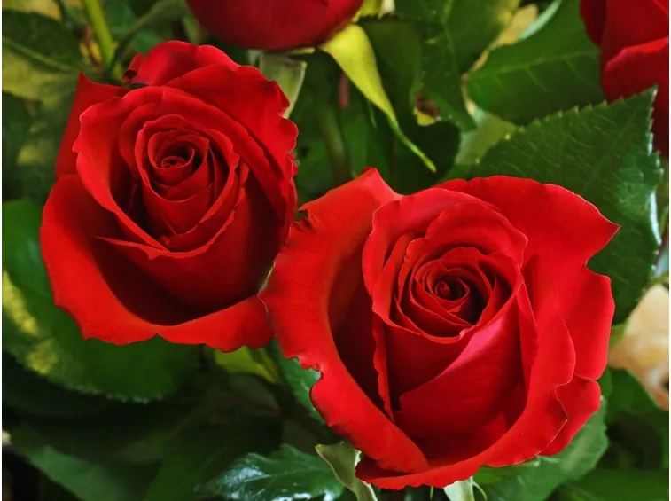 Primo piano rose rosse