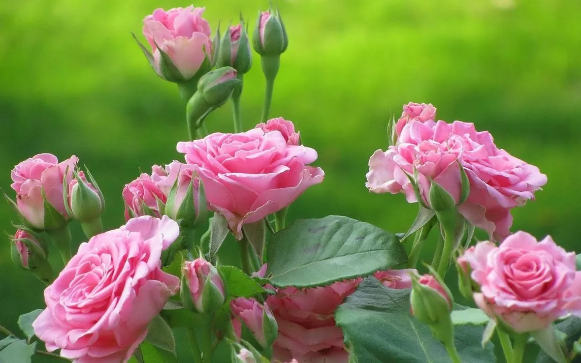 Siepe con rose a fiori rosa