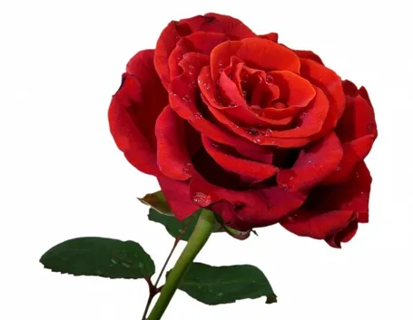 Esempio di rosa