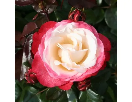 Rose moderne
